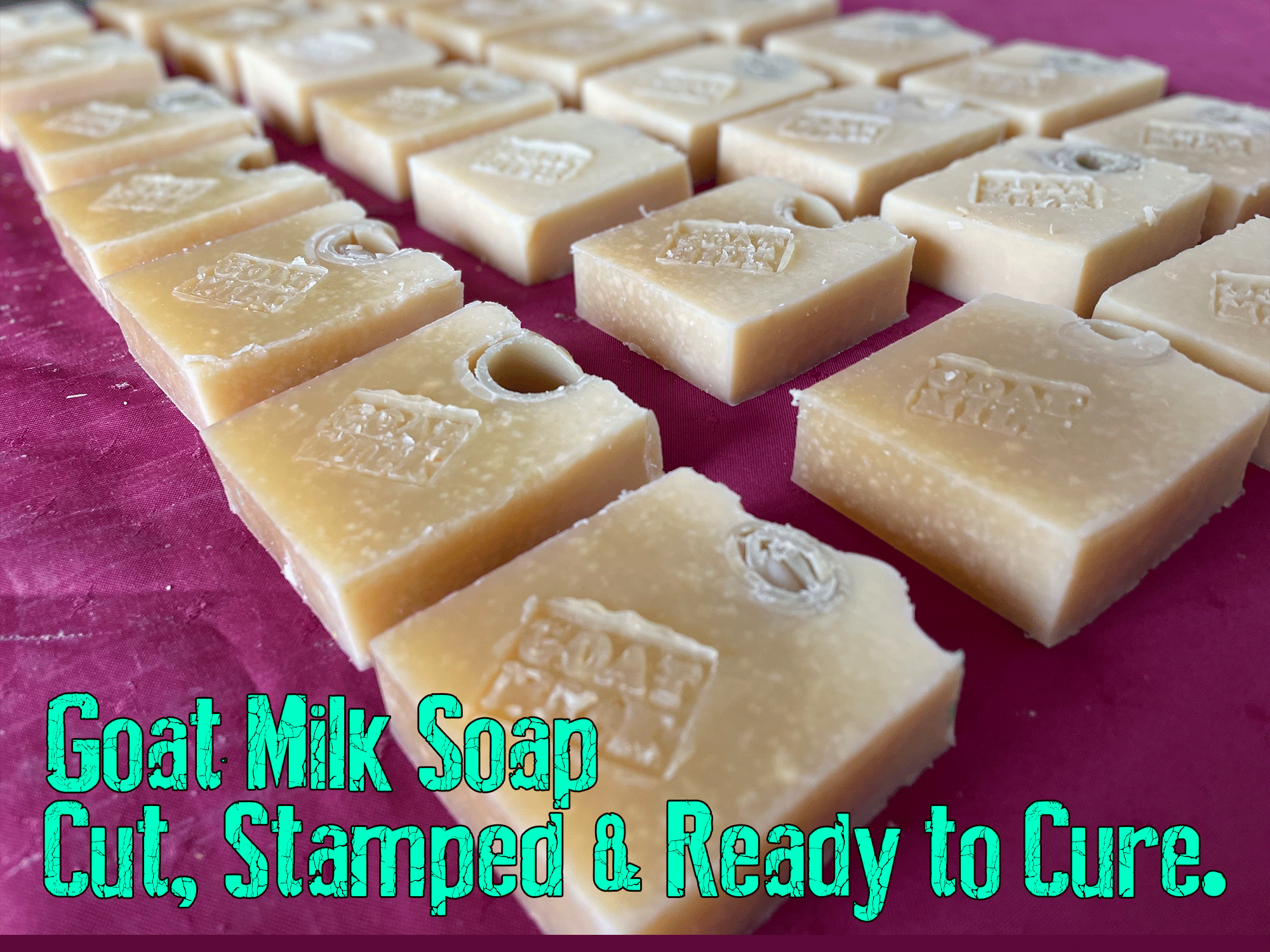 Goat Milk Soap are ready for cutting